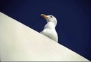 Gull